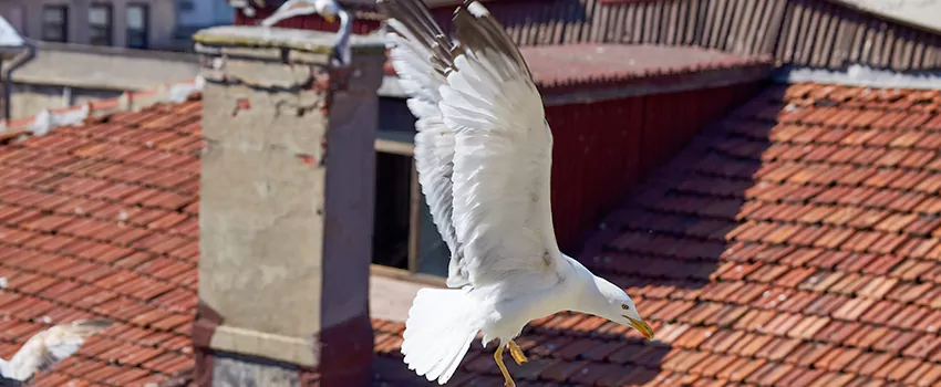 Residential Chimney Animal Removal Solution in South Jordan, UT